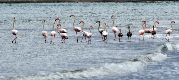 Οι ισχυροί άνεμοι καθήλωσαν και τα πουλιά – 30 φλαμίνγκο βρήκαν καταφύγιο στο Ναύπλιο